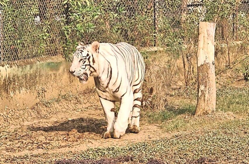  सफेद बाघों का कुनबा बढ़ाएगी भिलाई मैत्री बाग की सफेद बाघिन रक्षा सोमवार को जंगल सफारी के विशेष बाड़े में दाखिल हो जाएगी।
