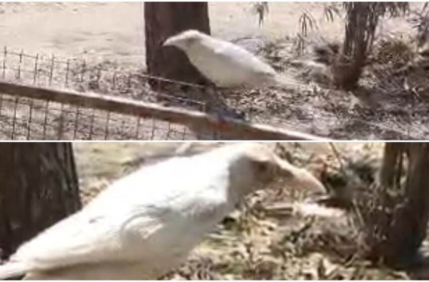  मध्य प्रदेश के खरगोन में कुंदा नदी किनारे दिखा सफेद कौआ, यूरोप व एशिया महाद्वीप में मिलता है