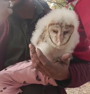  कोरबा में मिला बॉर्न उल्लु, देखने लगी लोगों की भीड़, देखभाल करते रहे ग्रामीण