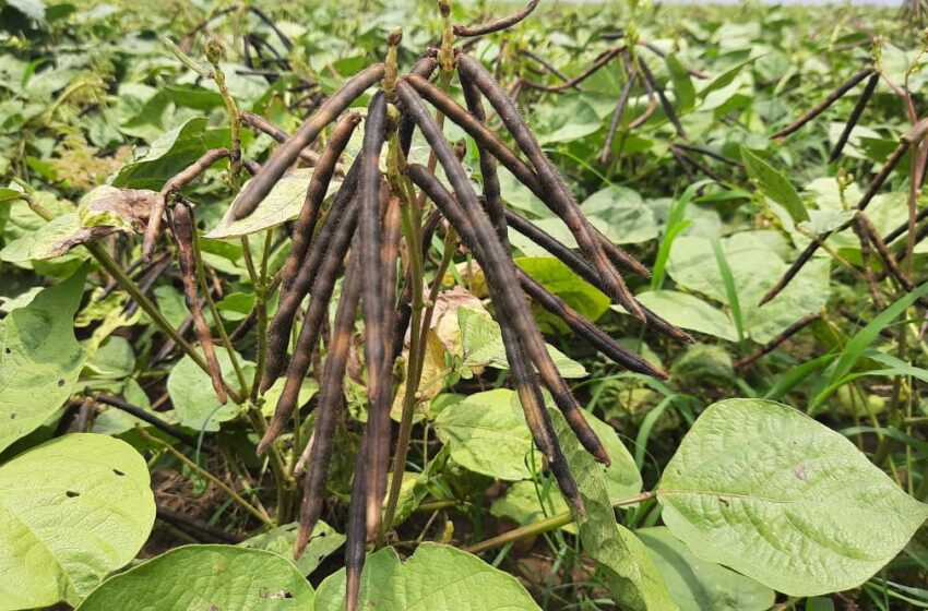  ग्रीष्मकालीन फसल की बोआई इस बार 86 प्रतिशत रकबे में।  सीमटी