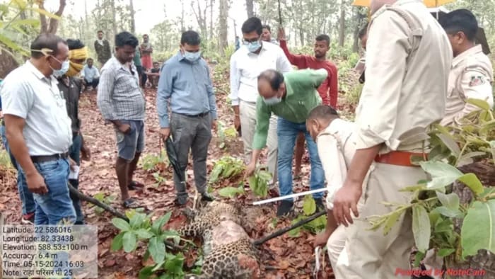  कटघोरा के जंगलों में हुआ तेंदुए का शिकार