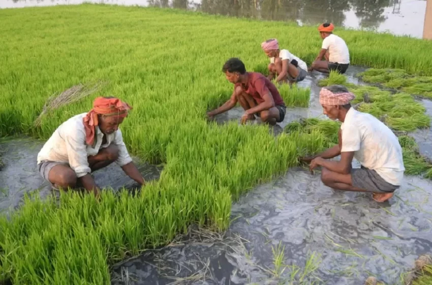  धान की रोपाई के बाद अगर आप चाहते हैं कि खेत में खरपतवार करीब 50 दिन तक ना निकले तो चलिए एक शानदार दवा की जानकारी देते हैं जो की जापानी तकनीक से बनी है-