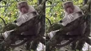  उत्तर प्रदेश के प्रयागराज में बंदर ने नोटों से भरा बैग छीन कर पेड़ पर चढ़ा, फिर एक-एक कर उड़ाए 500-500 के नोट