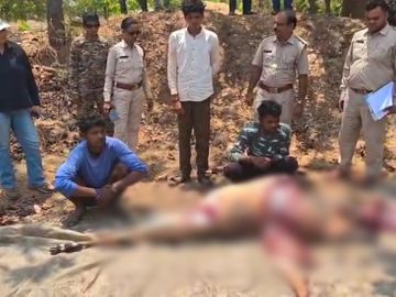  पिथौरा: कुत्तों से थकी नीलगाय को कुल्हाड़ी से उतारा मौत के घाट, मांस पकाते दो आरोपी गिरफ्तार, चार फरार