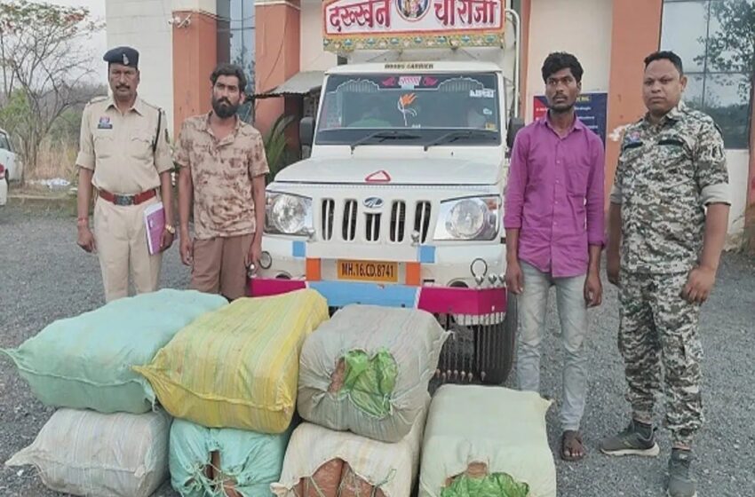  महासमुंद पुलिस की बड़ी सर्जिकल स्ट्राइक: 1.14 करोड़ का गांजा जब्त, महाराष्ट्र के दो अंतरराज्यीय तस्कर गिरफ्तार